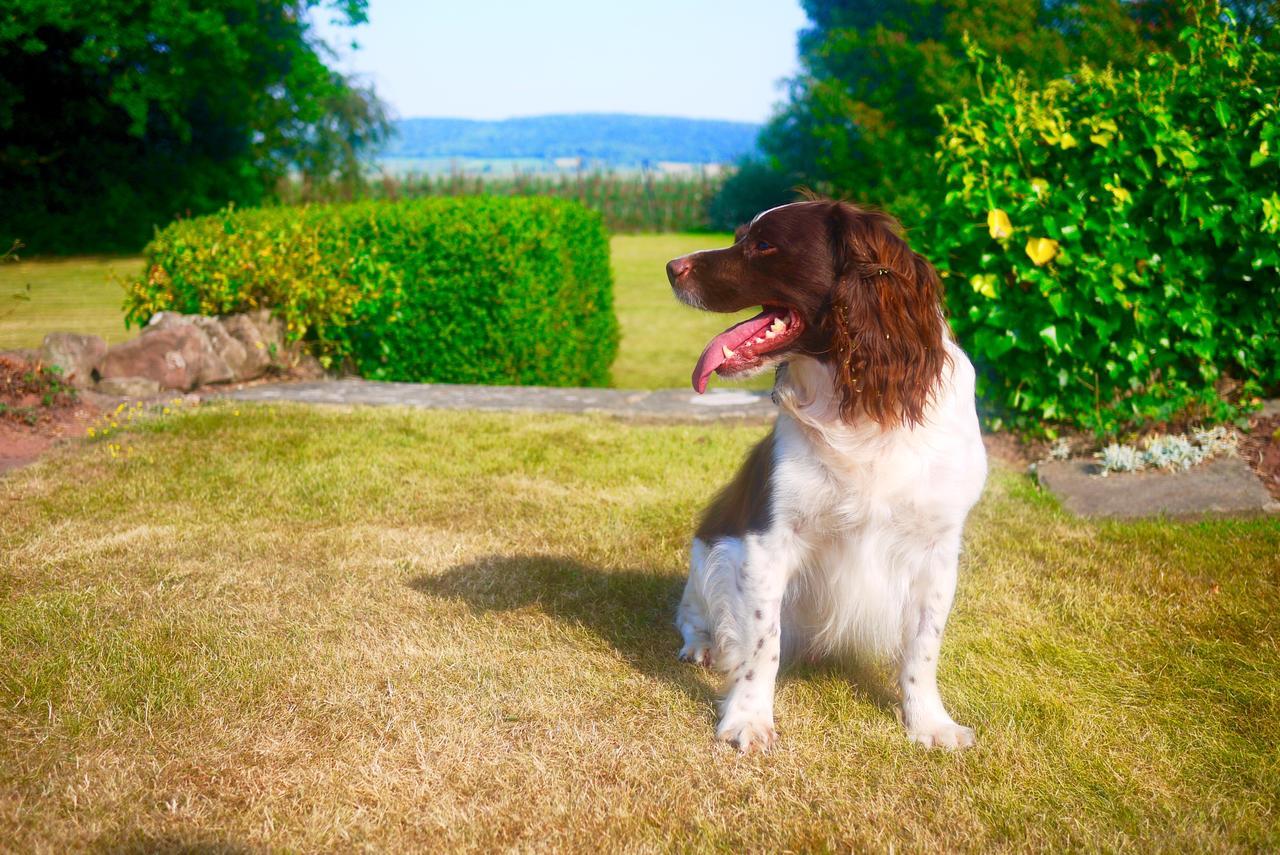 Glewstone Court Country House Hotel Ross-on-Wye Luaran gambar